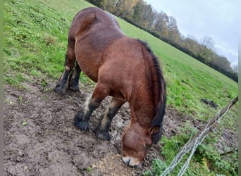 Ardennais, Étalon, 4 Ans, Bai brun foncé