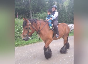 Ardennais, Hongre, 13 Ans