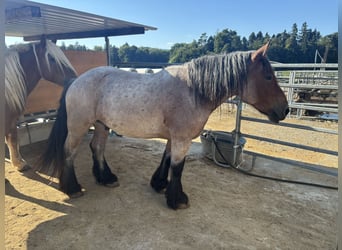 Ardennais Croisé, Hongre, 13 Ans
