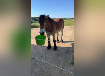 Ardennais, Hongre, 2 Ans, 150 cm, Bai clair