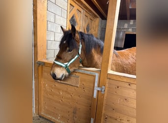 Ardennais, Hongre, 2 Ans, 160 cm, Bai