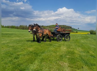 Ardennais, Hongre, 3 Ans, 154 cm, Bai