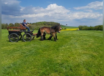 Ardennais, Hongre, 3 Ans, 154 cm, Bai