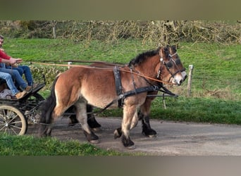 Ardennais, Hongre, 4 Ans, 165 cm, Alezan brûlé