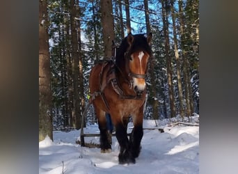 Ardennais, Hongre, 6 Ans, 162 cm, Bai