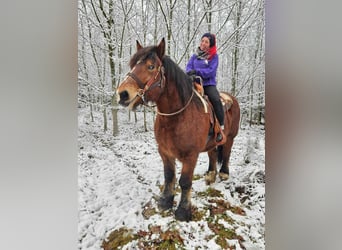 Ardennais, Hongre, 7 Ans, 170 cm, Bai