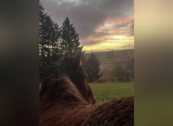 Ardennais, Jument, 10 Ans, 155 cm, Bai