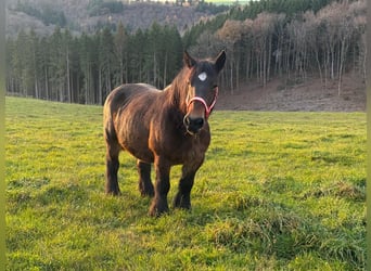 Ardennais, Jument, 12 Ans, 160 cm, Bai