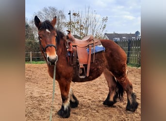 Ardennais, Jument, 2 Ans, 155 cm, Bai