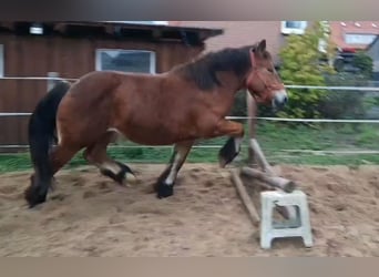 Ardennais, Jument, 2 Ans, 155 cm, Bai