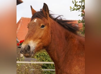Ardennais, Jument, 2 Ans, 155 cm, Bai