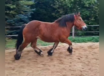 Ardennais, Jument, 2 Ans, 155 cm, Bai