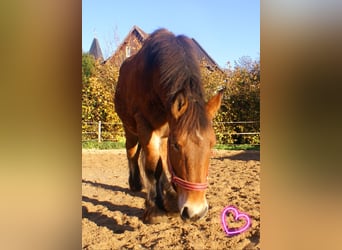 Ardennais, Jument, 2 Ans, 155 cm, Bai