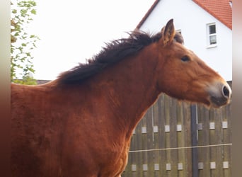 Ardennais, Jument, 2 Ans, 155 cm, Bai