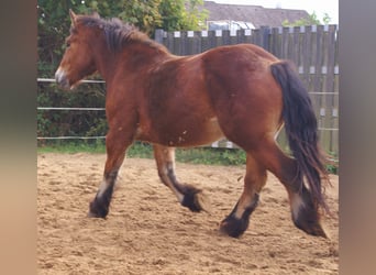 Ardennais, Jument, 2 Ans, 155 cm, Bai