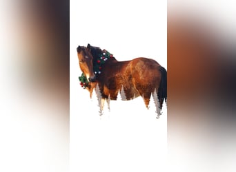 Ardennais, Jument, 2 Ans, 155 cm, Bai