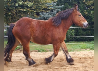 Ardennais, Jument, 2 Ans, 155 cm, Bai