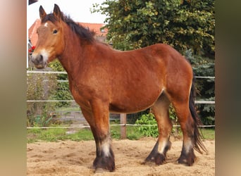 Ardennais, Jument, 2 Ans, 155 cm, Bai