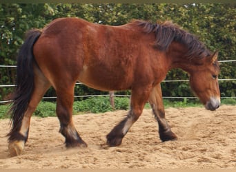 Ardennais, Jument, 2 Ans, 155 cm, Bai