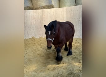 Ardennais, Jument, 3 Ans, 152 cm, Bai