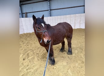 Ardennais, Jument, 4 Ans, 152 cm, Bai