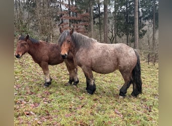 Ardennais, Jument, 4 Ans, 153 cm