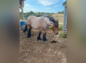 Ardennais, Jument, 4 Ans, 153 cm, Gris (bai-dun)