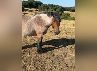 Ardennais, Jument, 4 Ans, 153 cm, Roan-Bay