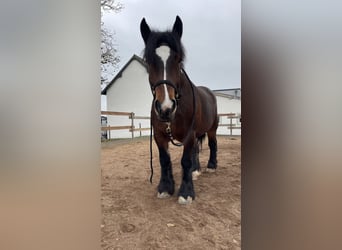 Ardennais, Jument, 4 Ans, 162 cm, Bai brun