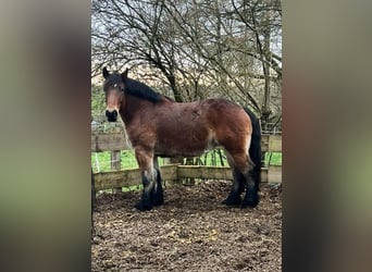 Ardennais, Jument, 8 Ans, 165 cm, Bai brun