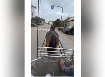 Ardennais, Jument, 8 Ans, 166 cm, Bai