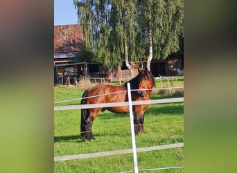 Ardenner, Hengst, 10 Jahre, 160 cm, Brauner