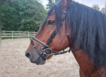 Ardenner, Hengst, 10 Jahre, 160 cm, Brauner