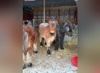 Ardenner, Hengst, 1 Jaar, 155 cm, Bruin