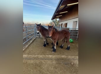 Ardenner, Hengst, 1 Jaar, 155 cm, Bruin