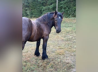 Ardenner, Hengst, 1 Jaar, 156 cm, Zwart