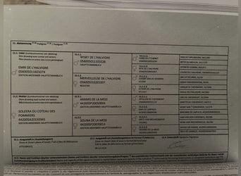 Ardenner, Hengst, 1 Jaar, 157 cm, Bruin