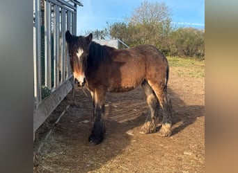 Ardenner, Hengst, 1 Jaar, 160 cm