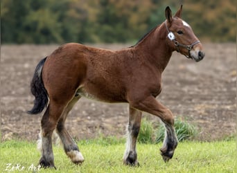 Ardenner, Hengst, 1 Jaar, 170 cm, Bruin