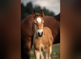 Ardenner, Hengst, 1 Jaar, Bruin