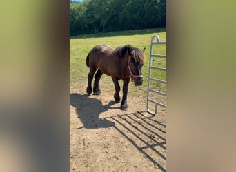 Ardenner, Hengst, 1 Jahr, 156 cm, Rappe
