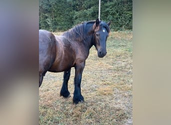 Ardenner, Hengst, 1 Jahr, 156 cm, Rappe