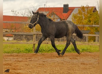Ardenner, Hengst, 1 Jahr, 157 cm, Blauschimmel