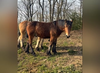 Ardenner, Hengst, 1 Jahr, 160 cm