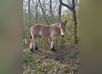 Ardenner, Hengst, 1 Jahr, 160 cm