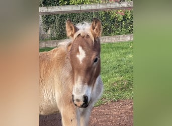 Ardenner, Hengst, 1 Jahr, Brauner