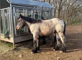 Ardenner, Hengst, 1 Jahr