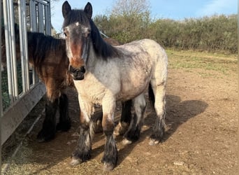 Ardenner, Hengst, 1 Jahr