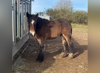 Ardenner, Hengst, 1 Jahr