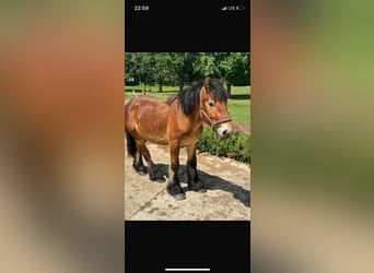 Ardenner, Hengst, 2 Jaar, 150 cm, Bruin